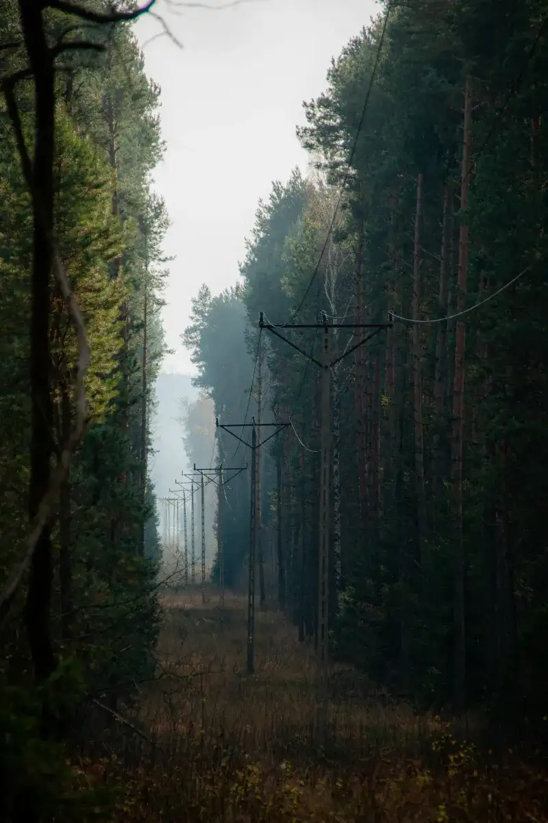 A forest filled with lots of tall trees