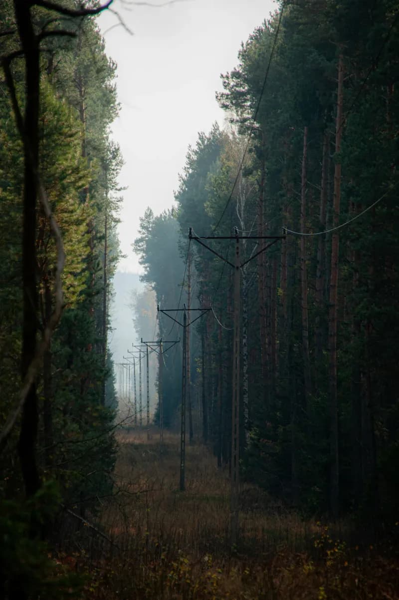 A forest filled with lots of tall trees