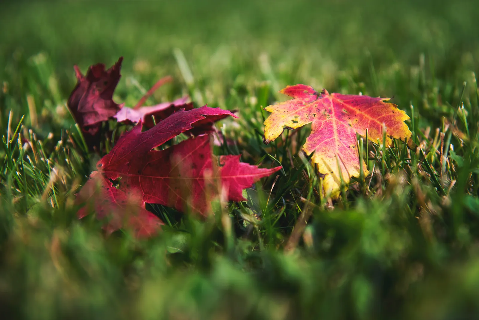 Fall Equinox Autumn Equinox