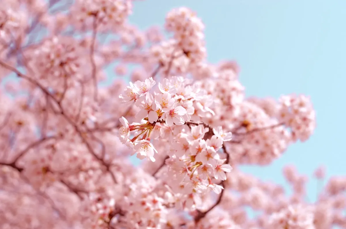 Cherry Blossom Festival DC