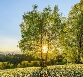 Spring flowers blooming in sunlight
