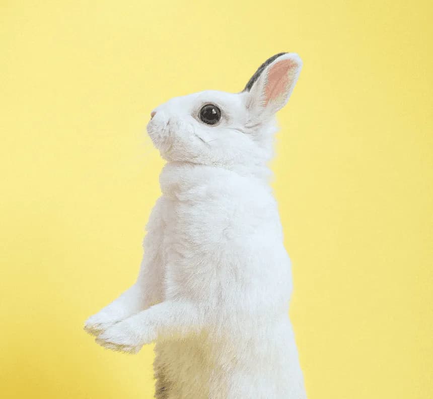Photo of bunny for Easter